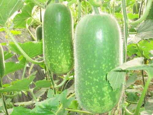 52吃瓜爆料免费吃瓜视频 热门大瓜,免费观看热门大瓜视频，揭秘娱乐圈最新动态